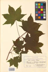 Клен Майра (Schwer.) H.Ohashi, Сибирь, Дальний Восток (S6) (Россия)