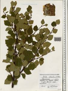 Betula pubescens subsp. pubescens, Восточная Европа, Северный район (E1) (Россия)
