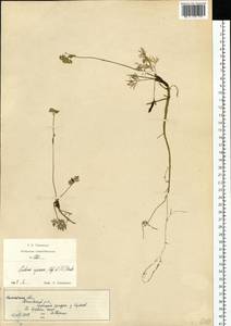 Тилингия аянская Regel & Tiling, Сибирь, Чукотка и Камчатка (S7) (Россия)