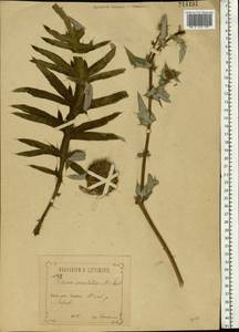 Lophiolepis serrulata (M. Bieb.) Del Guacchio, Bures, Iamonico & P. Caputo, Восточная Европа, Центральный лесостепной район (E6) (Россия)