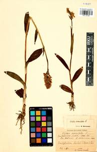 Пальчатокоренник Фукса (Druce) Soó, Сибирь, Прибайкалье и Забайкалье (S4) (Россия)