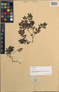 Elatostema podophyllum Wedd., Зарубежная Азия (ASIA) (Филиппины)