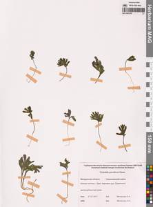 Хохлатка Городкова Karav., Сибирь, Чукотка и Камчатка (S7) (Россия)