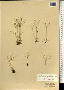 Проломник нитевидный Retz., Монголия (MONG) (Монголия)