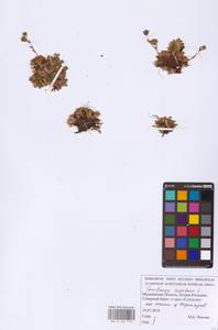 Камнеломка дернистая L., Восточная Европа, Северный район (E1) (Россия)