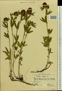 Клевер альпийский L., Восточная Европа, Северо-Украинский район (E11) (Украина)