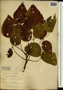 Erythrina subumbrans (Hassk.)Merr., Зарубежная Азия (ASIA) (Индонезия)