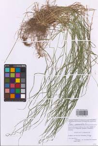 Мятлик дубравный L., Восточная Европа, Московская область и Москва (E4a) (Россия)