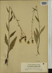 Ястребинка сглаженная Willd., Западная Европа (EUR) (Норвегия)