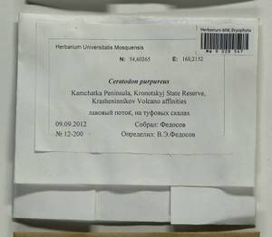 Ceratodon purpureus (Hedw.) Brid., Гербарий мохообразных, Мхи - Чукотка и Камчатка (B21) (Россия)