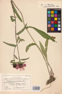 Centaurea phrygia subsp. melanocalathia (Borbás) Dostál, Восточная Европа, Западно-Украинский район (E13) (Украина)
