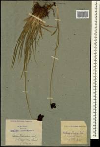 Carex aterrima subsp. medwedewii (Leskov) T.V.Egorova, Кавказ, Азербайджан (K6) (Азербайджан)