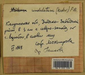 Atrichum undulatum (Hedw.) P. Beauv., Гербарий мохообразных, Мхи - Центральное Нечерноземье (B6) (Россия)