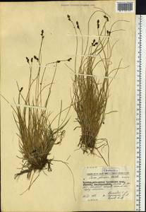 Осока галечная Schkuhr ex Wahlenb., Сибирь, Чукотка и Камчатка (S7) (Россия)