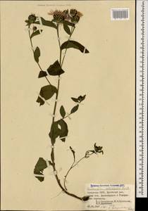 Centaurea phrygia subsp. salicifolia (M. Bieb. ex Willd.) Mikheev, Кавказ, Грузия (K4) (Грузия)