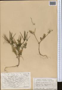 Скандикс гребенчатый, Скандикс венерин гребень L., Средняя Азия и Казахстан, Памир и Памиро-Алай (M2) (Таджикистан)