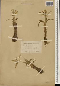 Iris persica L., Зарубежная Азия (ASIA) (Сирия)