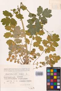 Чистотел большой L., Восточная Европа, Нижневолжский район (E9) (Россия)