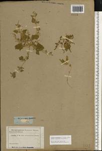 Oxybasis chenopodioides (L.) S. Fuentes, Uotila & Borsch, Восточная Европа, Северо-Западный район (E2) (Россия)