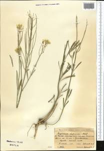 Желтушник сероватый, Желтушник серый Roth, Средняя Азия и Казахстан, Северный и Центральный Тянь-Шань (M4) (Киргизия)