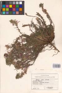 MHA 0 155 018, Живучка елочковидная  (L.) Schreb., Восточная Европа, Южно-Украинский район (E12) (Украина)