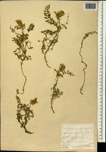 Astragalus sachanewii Sirj., Зарубежная Азия (ASIA) (Турция)