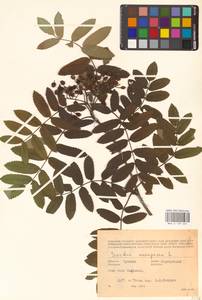 Рябина обыкновенная L., Восточная Европа, Средневолжский район (E8) (Россия)