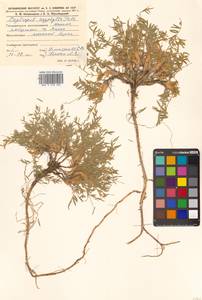 Остролодочник остролистный (Pall.) DC., Сибирь, Дальний Восток (S6) (Россия)