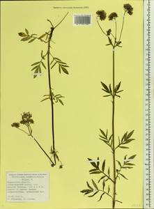 Valeriana excelsa subsp. sambucifolia (J. C. Mikan ex Pohl) Holub, Восточная Европа, Северный район (E1) (Россия)