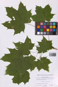 Клен платановидный, Клен остролистный L., Восточная Европа, Московская область и Москва (E4a) (Россия)