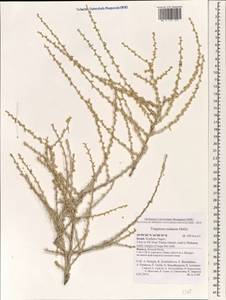 Traganum nudatum Delile, Зарубежная Азия (ASIA) (Израиль)