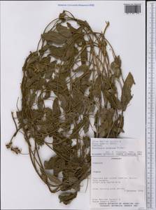 Rhynchosia balansae Micheli, Америка (AMER) (Парагвай)