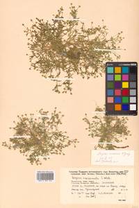 Sagina maxima subsp. crassicaulis (S. Watson) G. E. Crow, Сибирь, Дальний Восток (S6) (Россия)