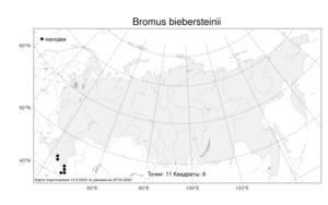 Bromus biebersteinii, Костер Биберштейна Roem. & Schult., Атлас флоры России (FLORUS) (Россия)