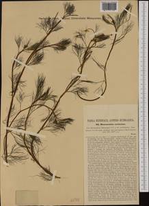 Ranunculus penicillatus subsp. pseudofluitans (Newbould ex Syme) S. D. Webster, Западная Европа (EUR) (Чехия)