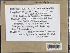 Rhaphidorrhynchium callidum (Mont.) Broth., Гербарий мохообразных, Мхи - Америка (BAm) (Чили)