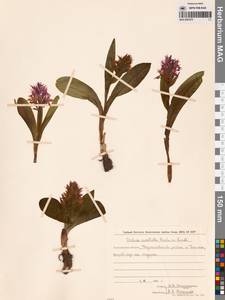 Пальчатокоренник остистый (Fisch. ex Lindl.) Soó, Сибирь, Дальний Восток (S6) (Россия)