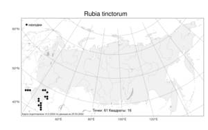 Rubia tinctorum, Марена красильная L., Атлас флоры России (FLORUS) (Россия)