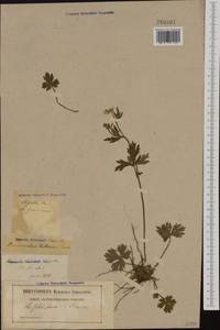 Ranunculus polyanthemos subsp. nemorosus (DC.) Schübl. & G. Martens, Западная Европа (EUR) (Франция)