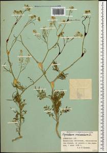 Клоповник пузырчатый L., Кавказ, Армения (K5) (Армения)