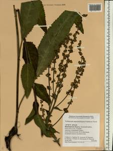 Verbascum chaixii subsp. orientale (M. Bieb.) Hayek, Восточная Европа, Центральный лесостепной район (E6) (Россия)