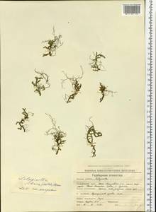 Плаунок наскальный (L.) Spring, Сибирь, Чукотка и Камчатка (S7) (Россия)