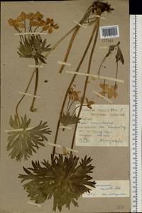 Anemonastrum narcissiflorum subsp. crinitum (Juz.) Raus, Сибирь, Алтай и Саяны (S2) (Россия)