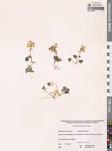 Хохлатка Городкова Karav., Сибирь, Чукотка и Камчатка (S7) (Россия)