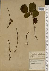 Орешник обыкновенный, Лещина обыкновенная L., Восточная Европа, Западный район (E3) (Россия)