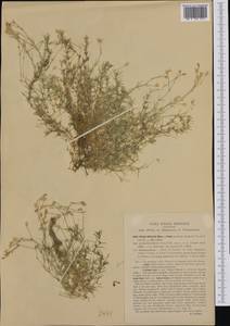 Минуарция Виларса (Balbis) Rchb., Западная Европа (EUR) (Италия)