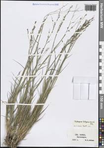 Клейстогенес поздний (L.) Keng, Кавказ, Ставропольский край, Карачаево-Черкесия, Кабардино-Балкария (K1b) (Россия)