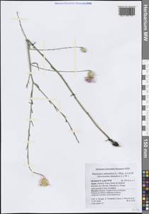 Mantisalca salmantica (L.) Briq. & Cavill., Западная Европа (EUR) (Испания)