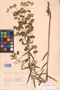 Молочай лозный, Молочай прутьевидный Waldst. & Kit., Восточная Европа, Западный район (E3) (Россия)