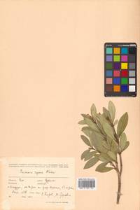 Скиммия промежуточная Komatsu, Сибирь, Дальний Восток (S6) (Россия)